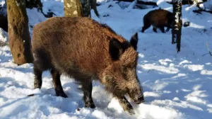 Drückjagd